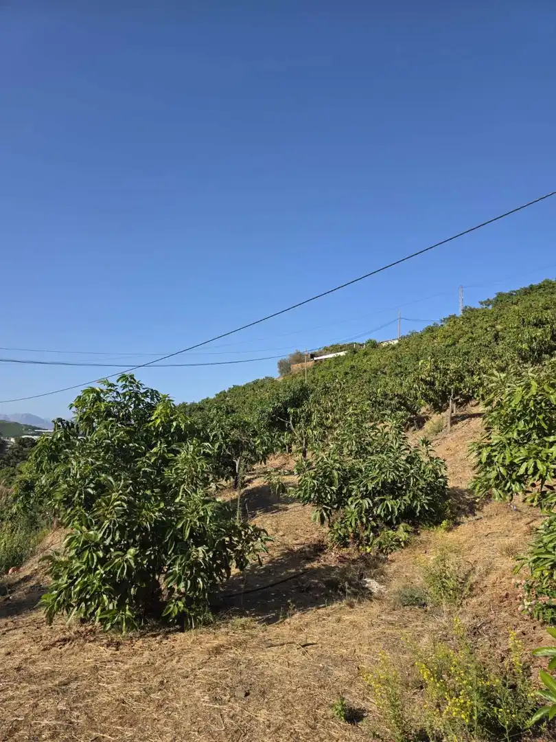 Finca rústica en venta en Benamocarra con Terraza y Piscina