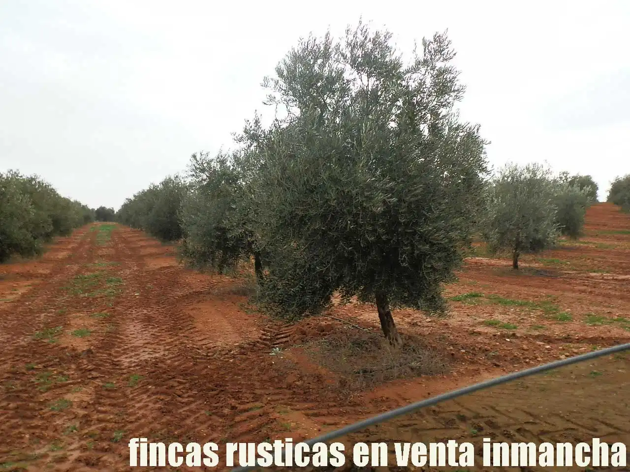 Terreno rústico en venta en Moral de Calatrava, imagen 8