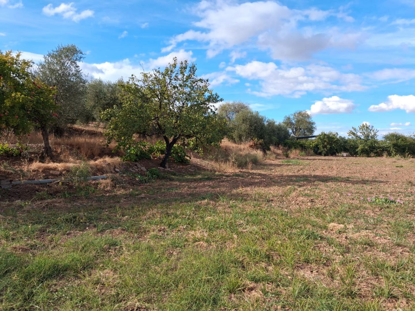 Land for sale in Los Navalmorales