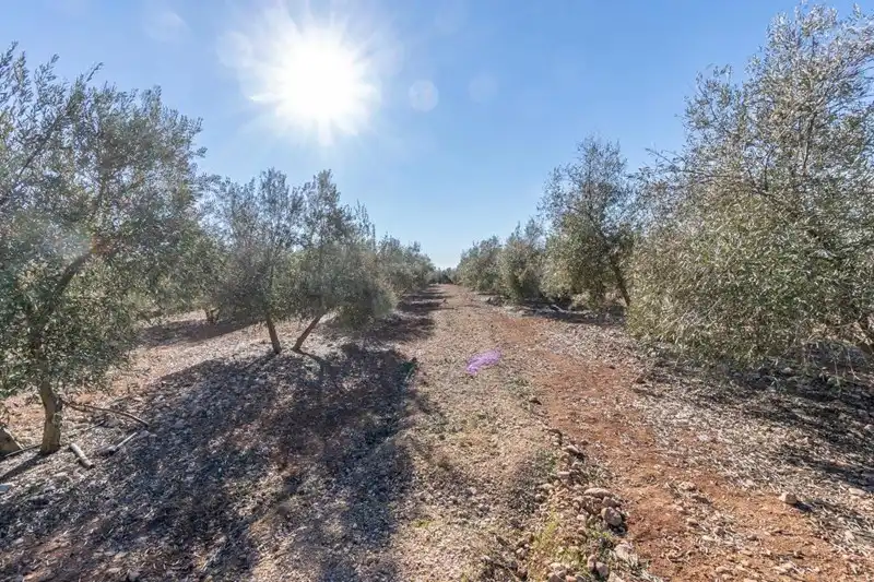 Terreni e lotti in vendita a Cogollos de la Vega, imagen 9