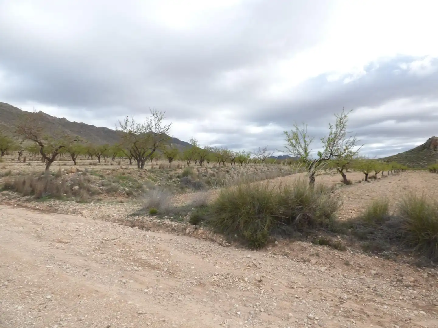 Rustikales Grundstück zum Verkauf in Jumilla, imagen 9