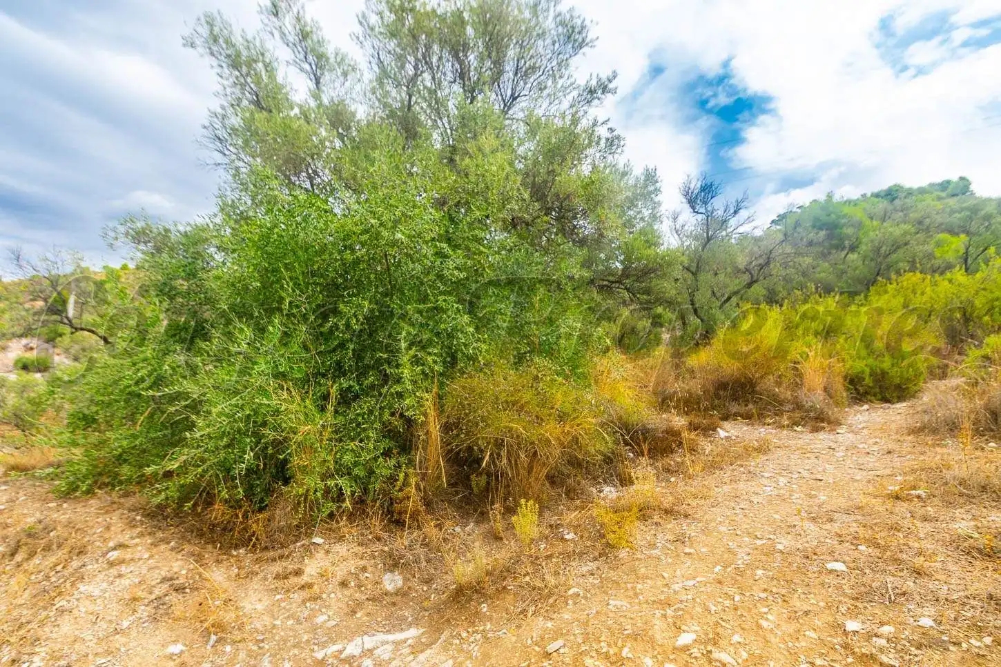 Terreny rústic en venda a Canillas de Albaida, imagen 4