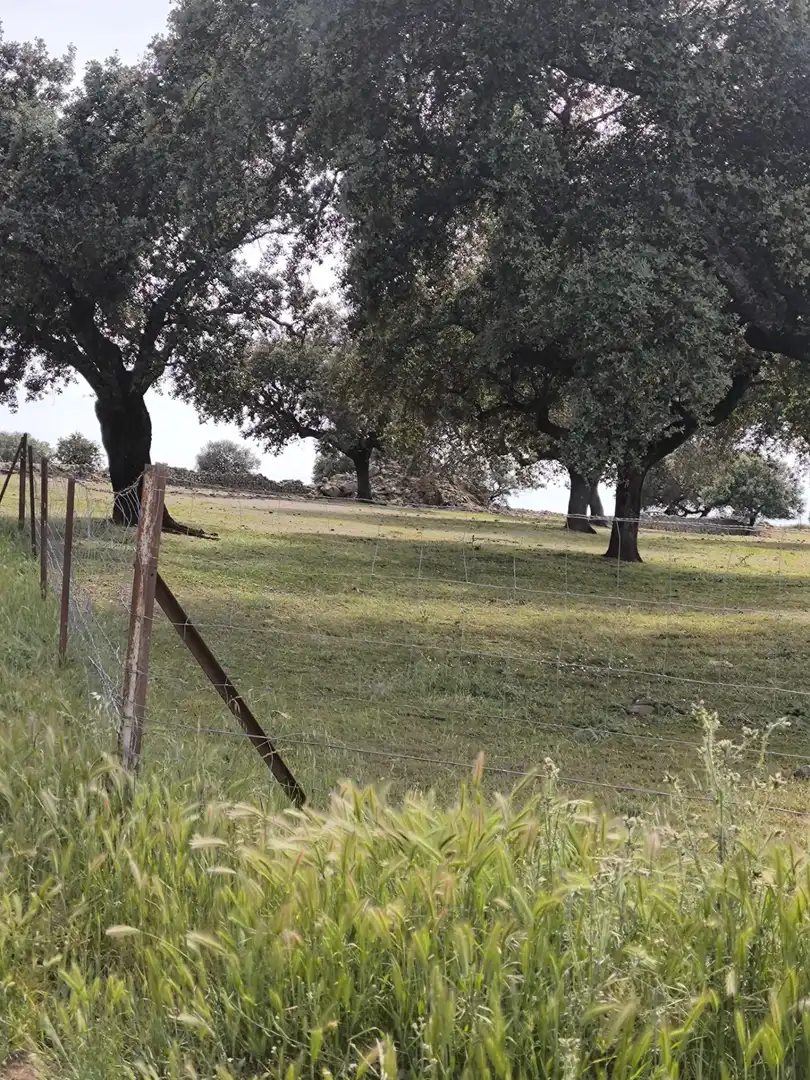 Rural land for sale in Fuente Obejuna, imagen 22
