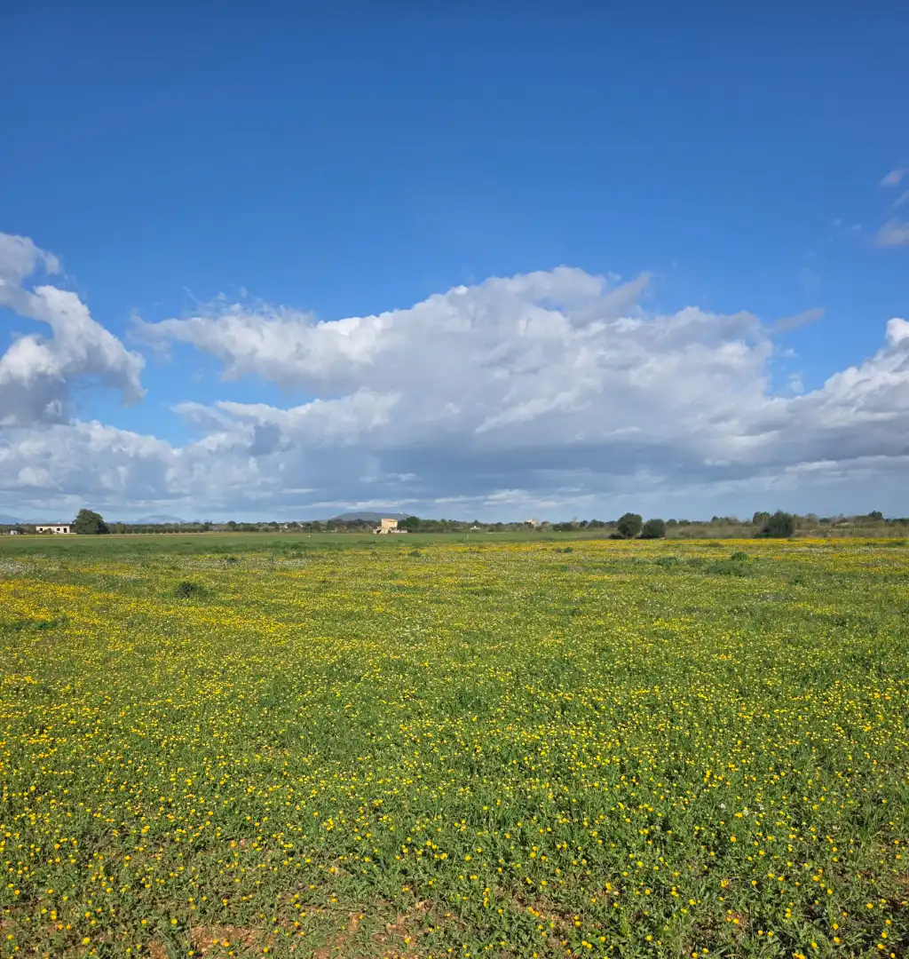 Land for sale in Porreres