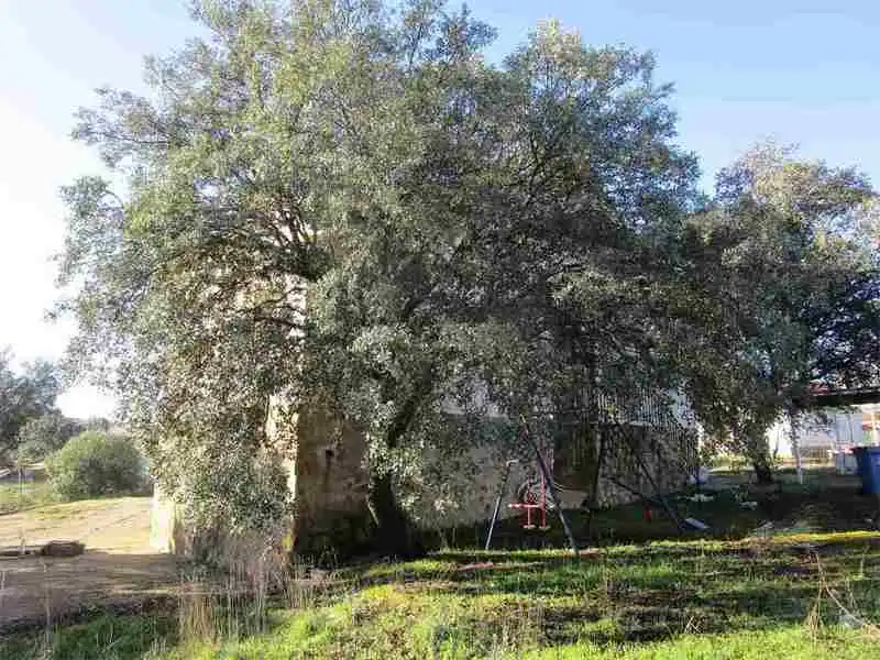 Jardín de Casa o chalet en venta en El Casar de Escalona