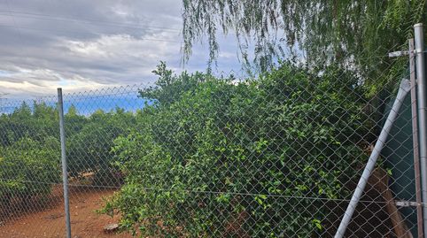 CLEMENULES Y AGUACATES EN  SANTA QUITERIA, imatge 3