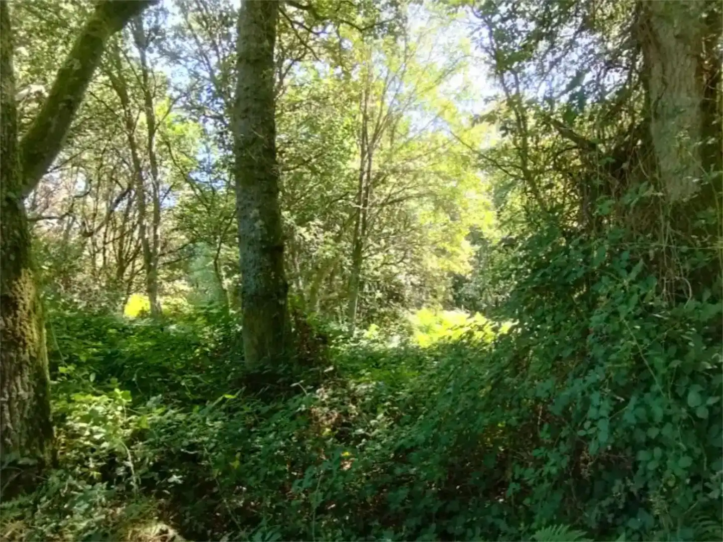 Grundstücke zum Verkauf in Begonte
