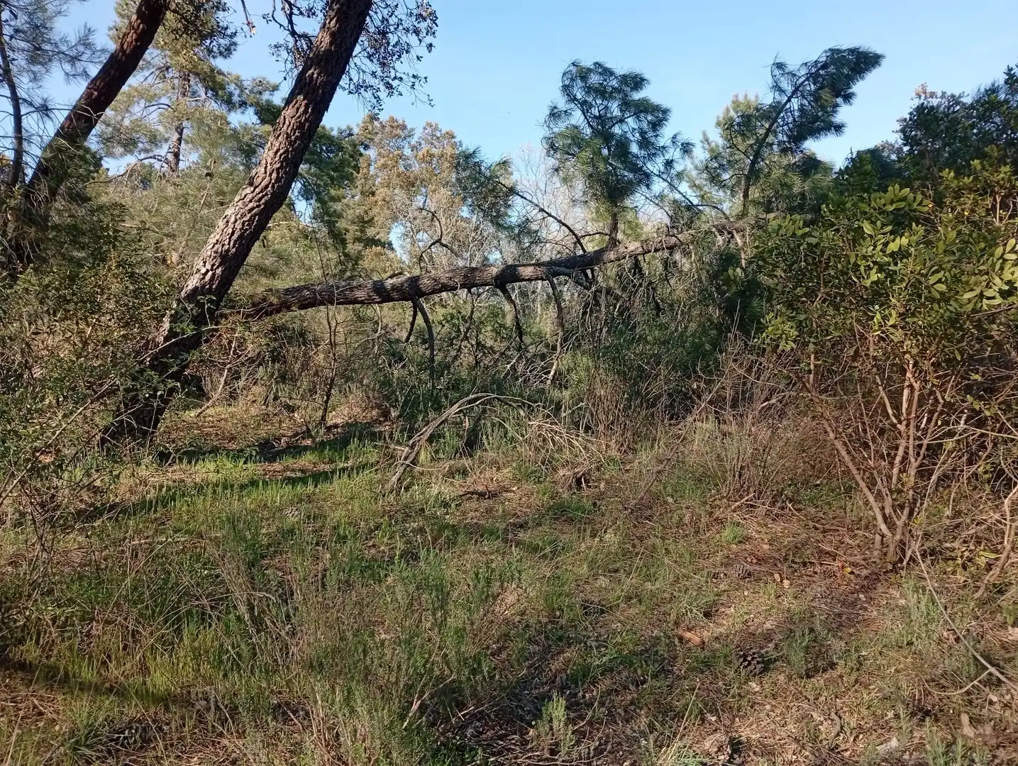 Terreni e lotti in vendita a Villanueva de la Vera, imagen 76