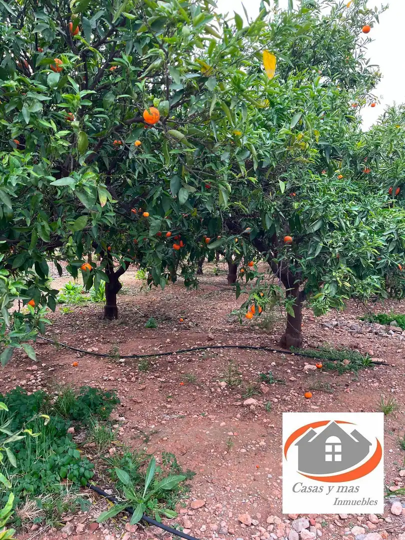 Terreno rustico in vendita a moli de llop