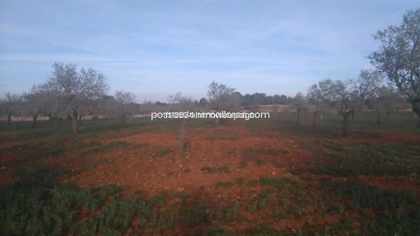 Terreno rustico in vendita a Algaida, imagen 48