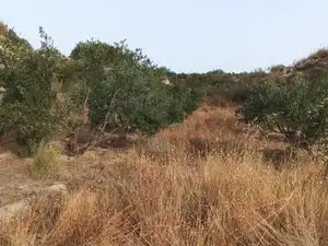 Terreno rustico in vendita a Calle General Q de Llano 34, imagen 3