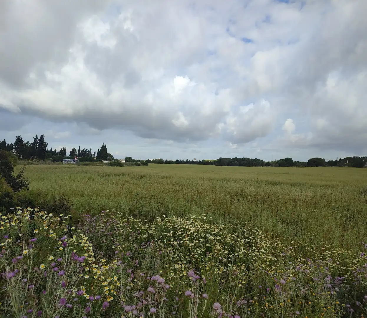 Terrenos y solares en venta en Conil, imagen 3