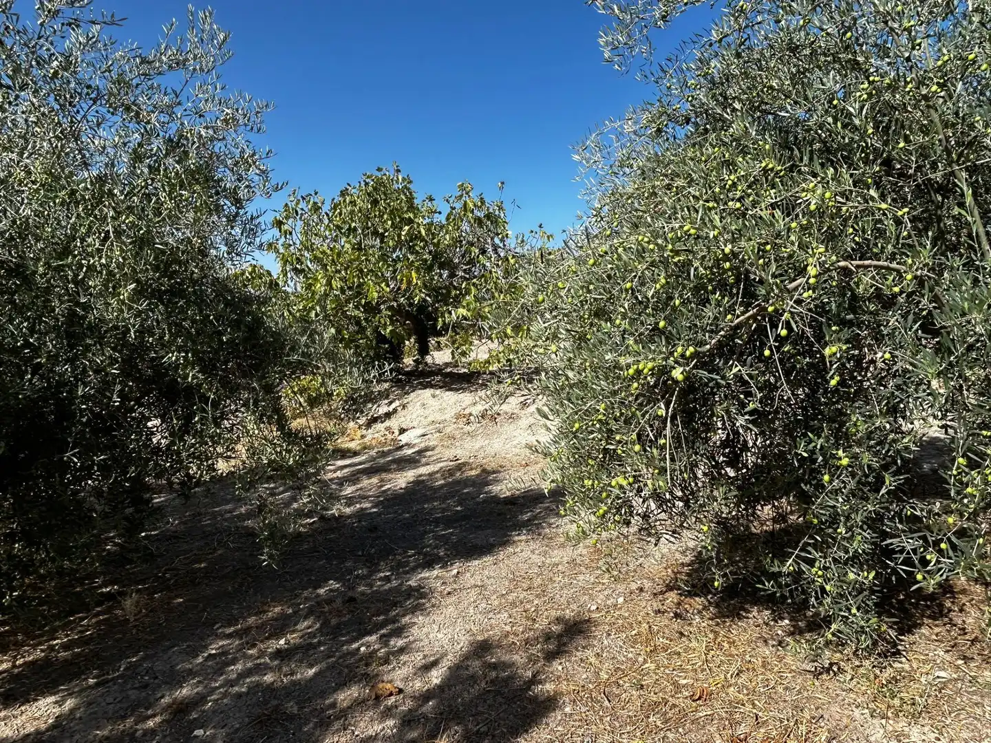 Terreni e lotti in vendita a Calicasas, imagen 9