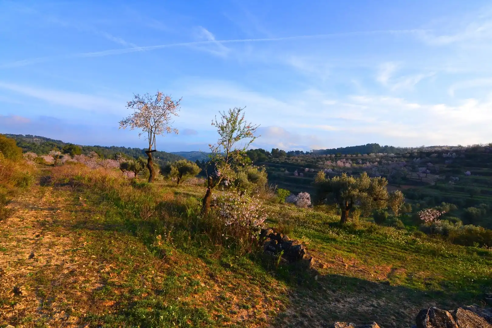 Rural land for sale in Corbera d'Ebre, imagen 69