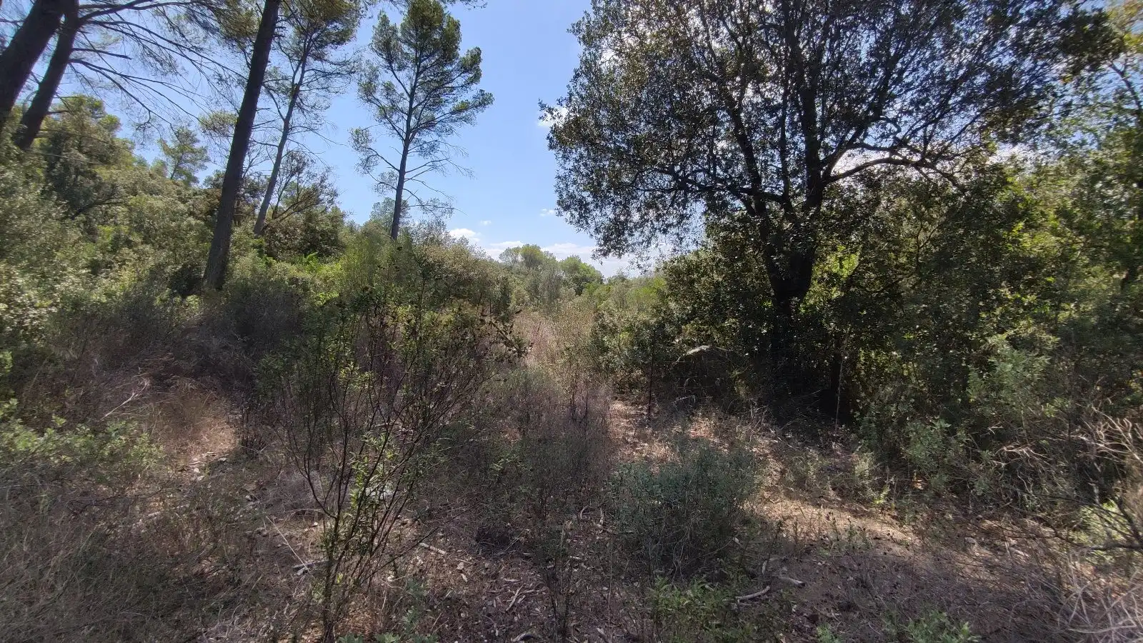 Rural land for sale in Sa Pobla, imagen 16