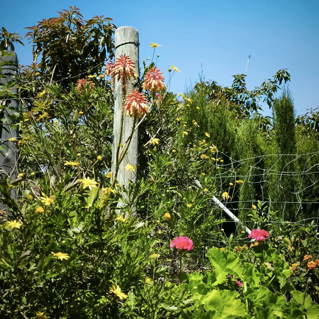 Jardí de Casa o xalet en venda en Jimena de la Frontera amb Piscina