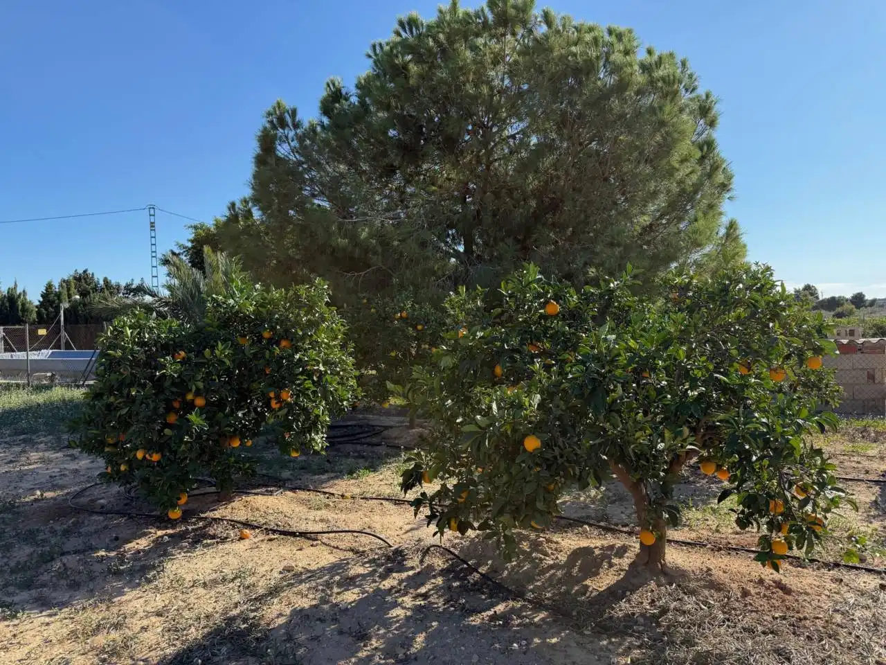 Finca rústica en venta en Elche / Elx con Terraza y Amueblado