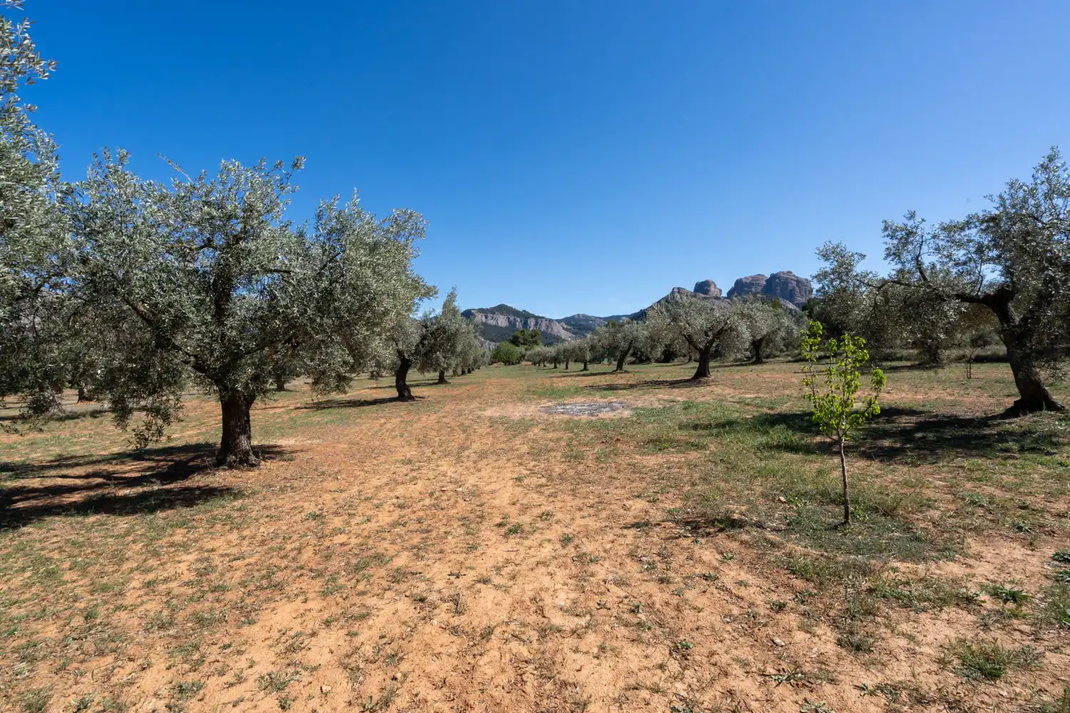 Rural land for sale in Raval dels Àngels 18, imagen 14