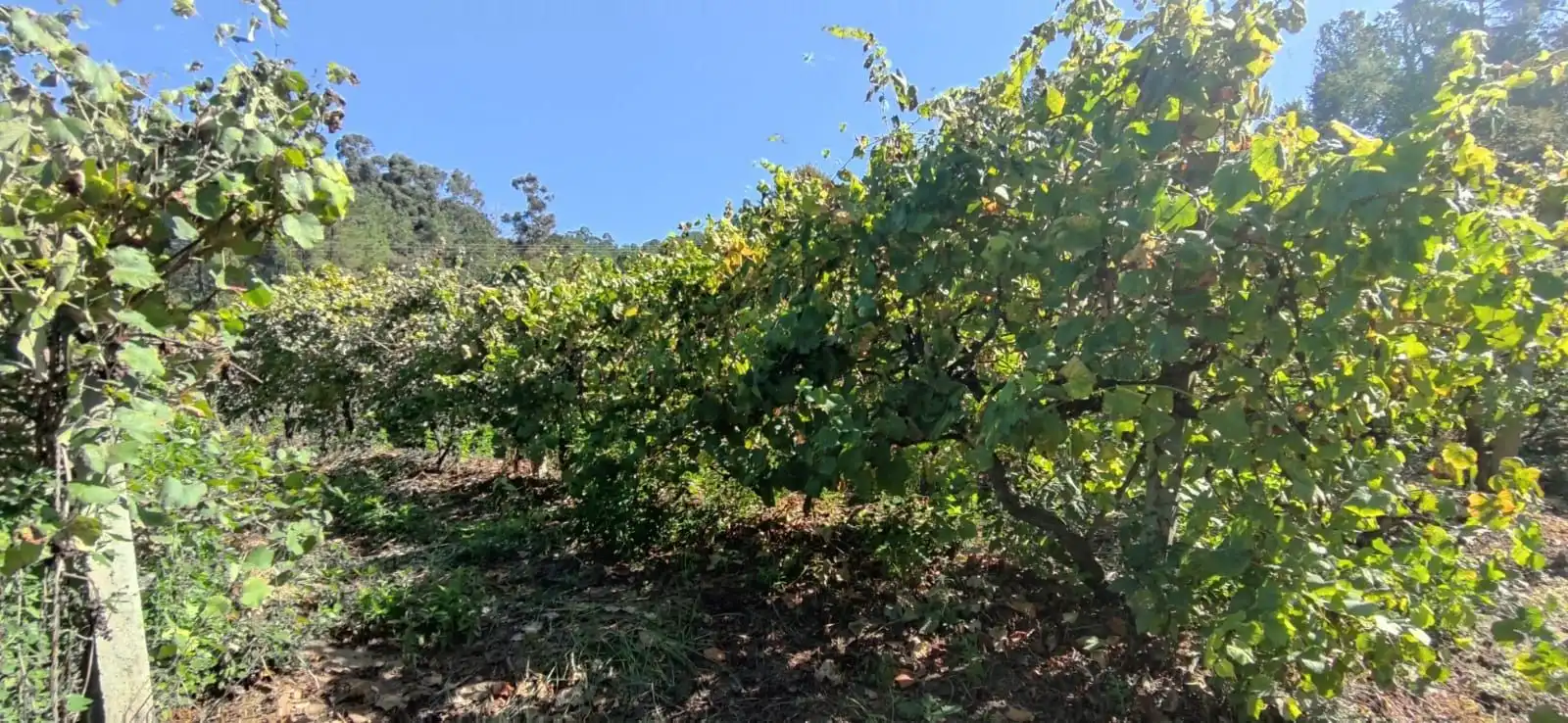 Casa o xalet en venda en Crecente amb Jardí privat i Moblat