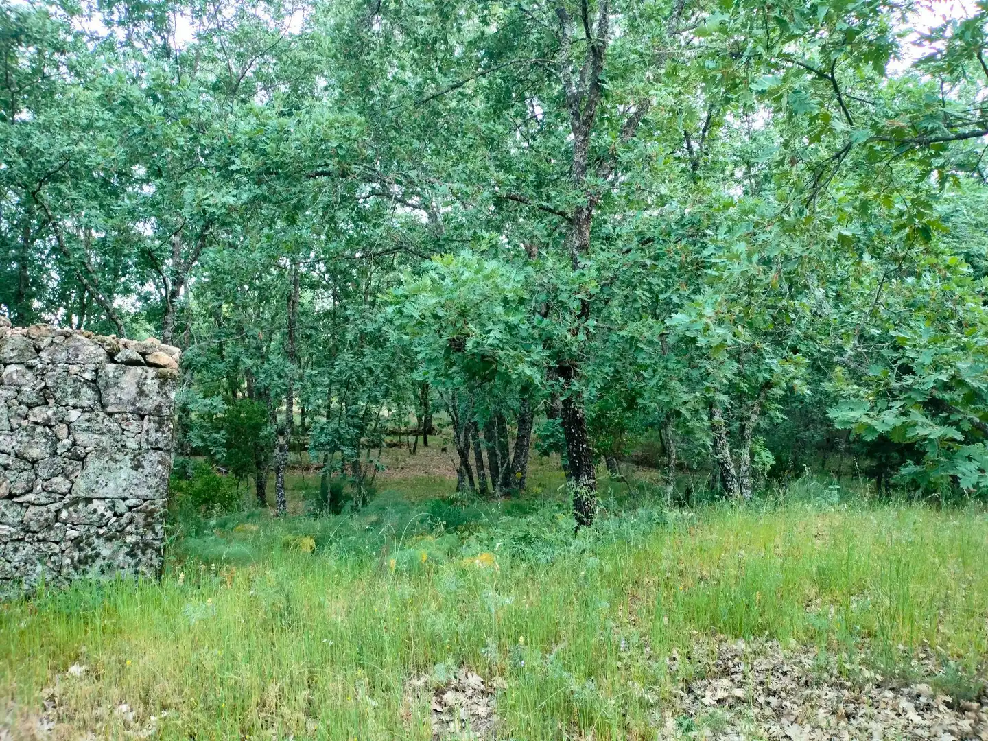 Terreni e lotti in vendita a Villanueva de la Vera, imagen 3