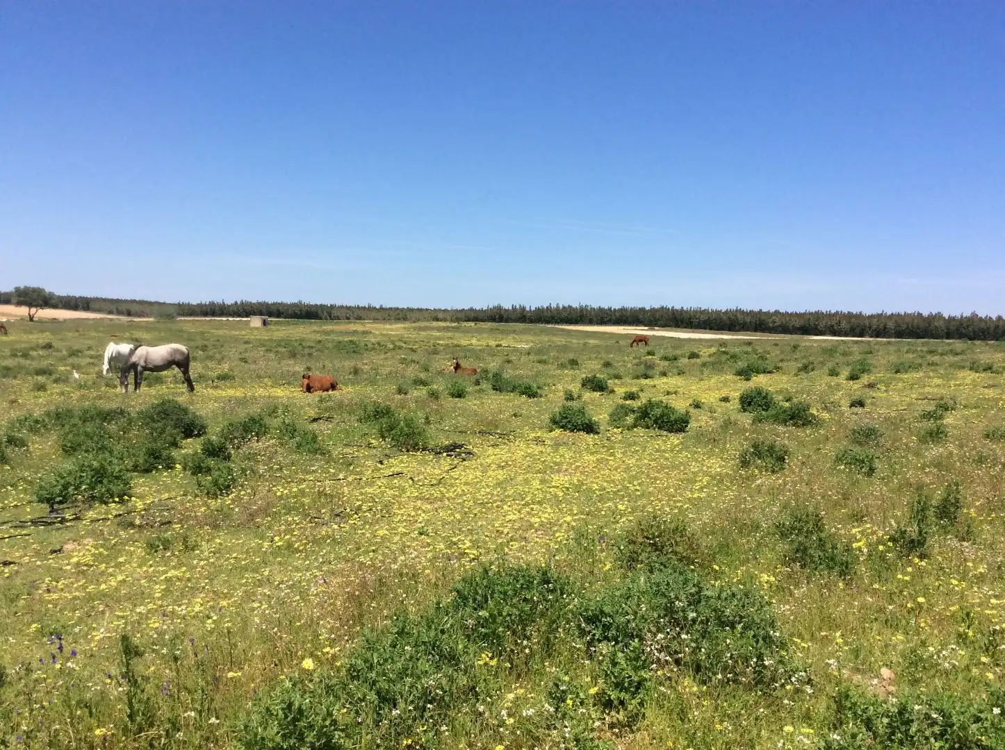 Land for sale in Almonte
