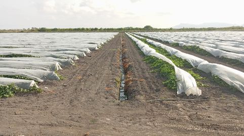 Finca agrícola de regadío en Almenara en producción, imatge 4