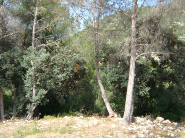Wohnbaugrundstück zum Verkauf in Alcalalí