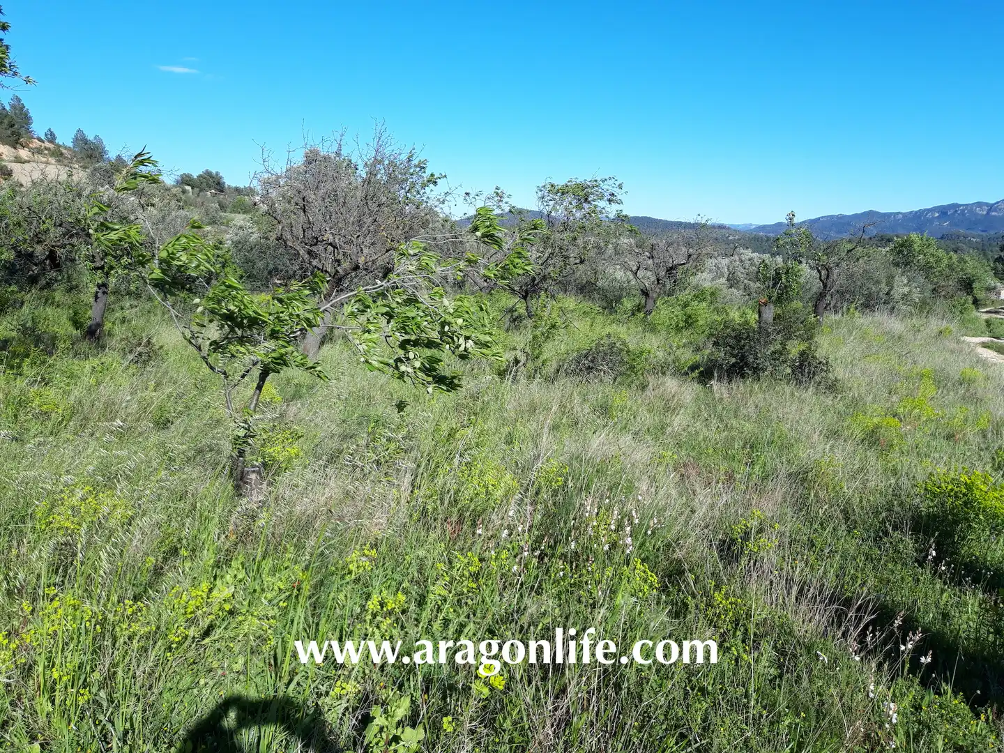 Rural land for sale in C-43, imagen 2