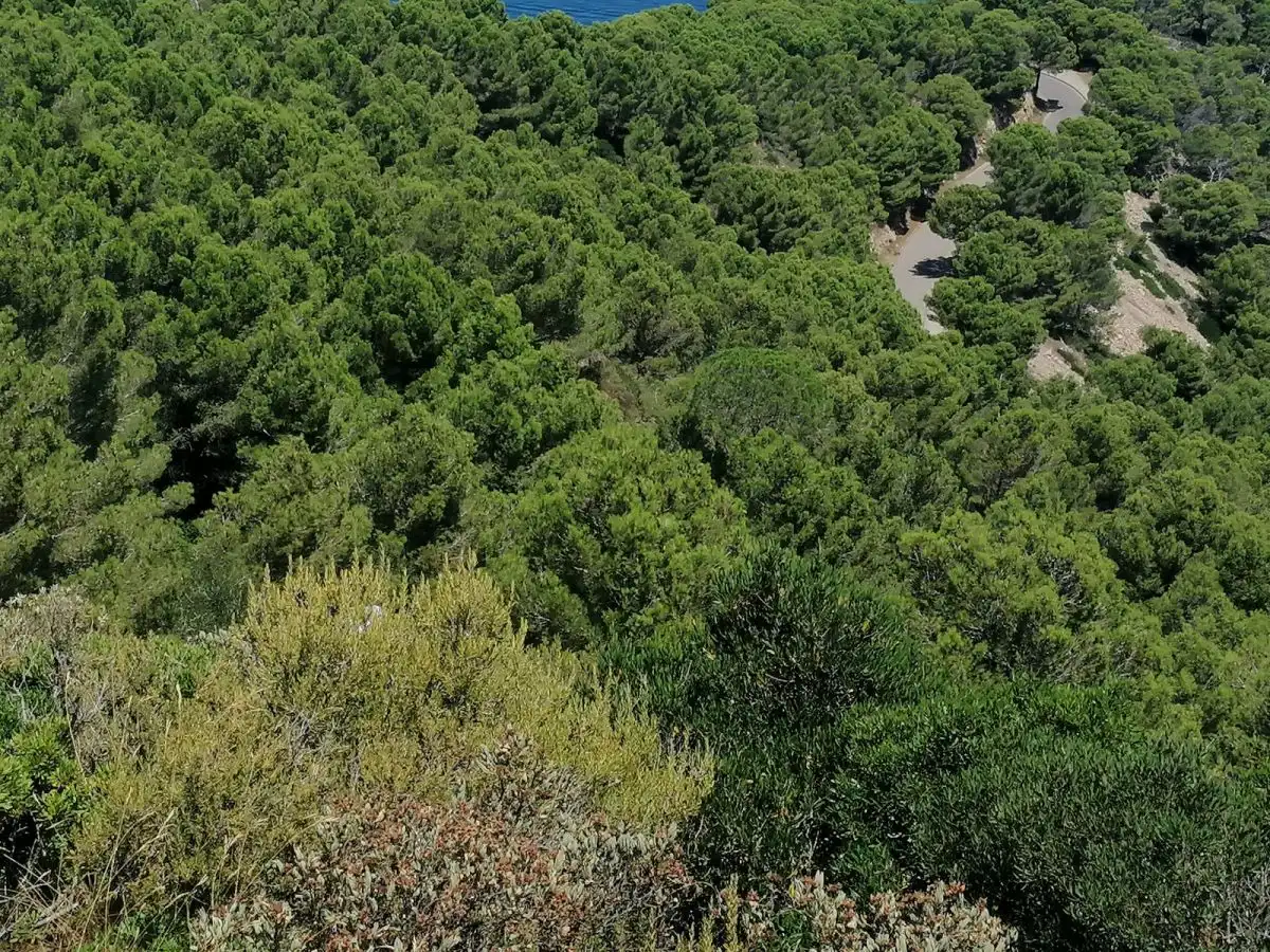 Grundstücke und Bauplätze zum Verkauf in Puig Rodo, imagen 12