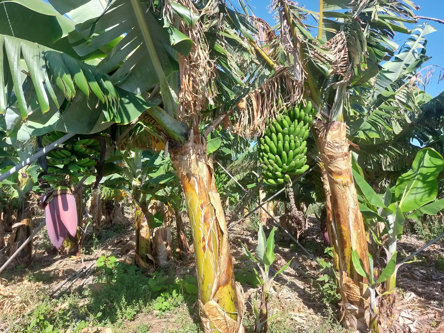 Garden of Land for sale in San Cristóbal de la Laguna