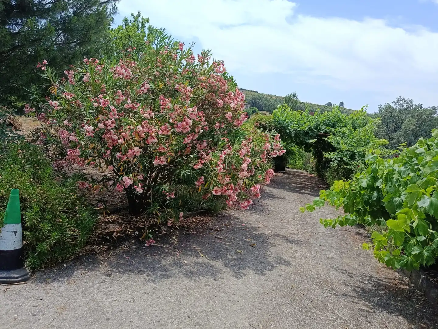 Garden of Land for sale in Jarandilla de la Vera