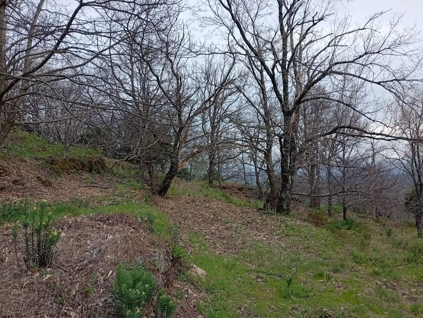 Terreni e lotti in vendita a Valverde de la Vera, imagen 111