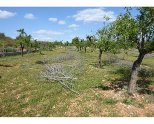 Land for sale in Alcalà de Xivert