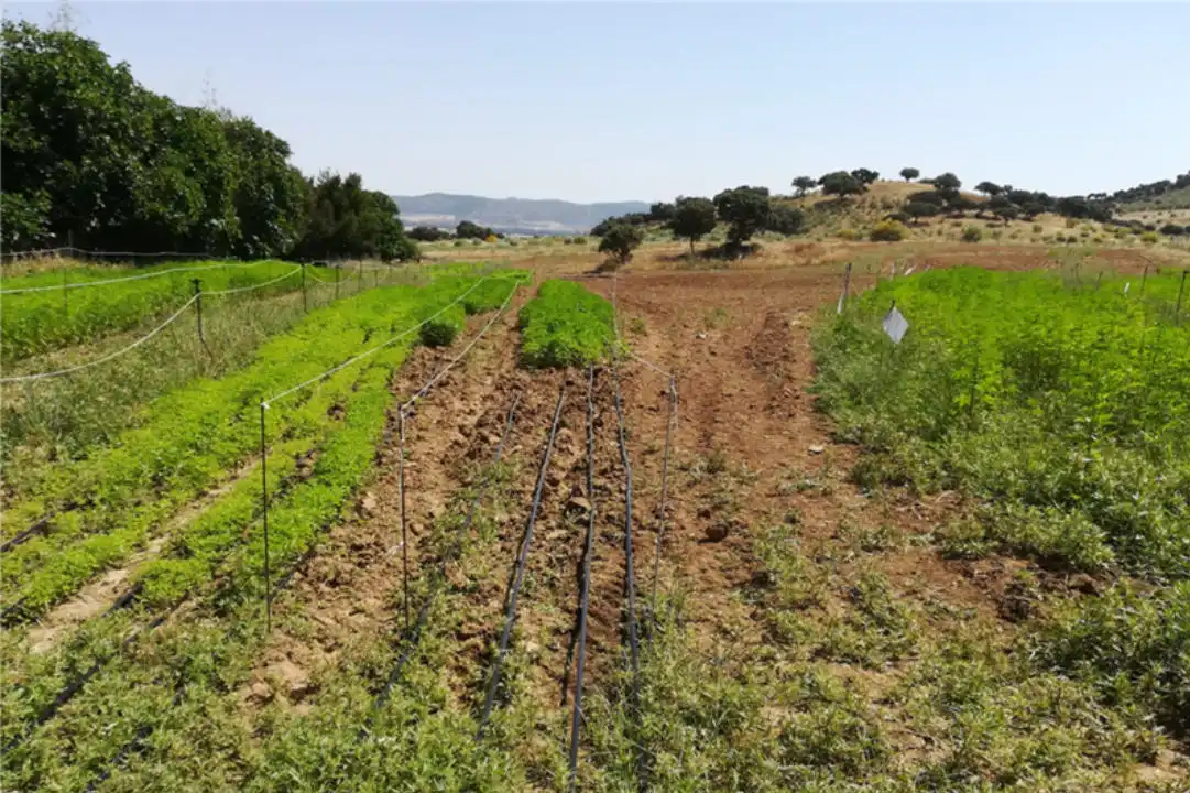 Terreno en venta en Zona Centro