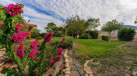 FINCA CON CASA EN VEJER (COSTA), imagen 5