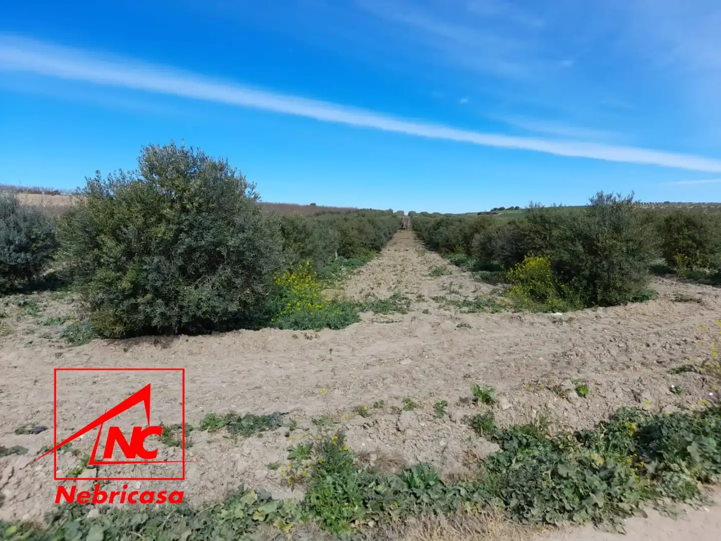 Terreni e lotti in vendita a Lebrija, imagen 6