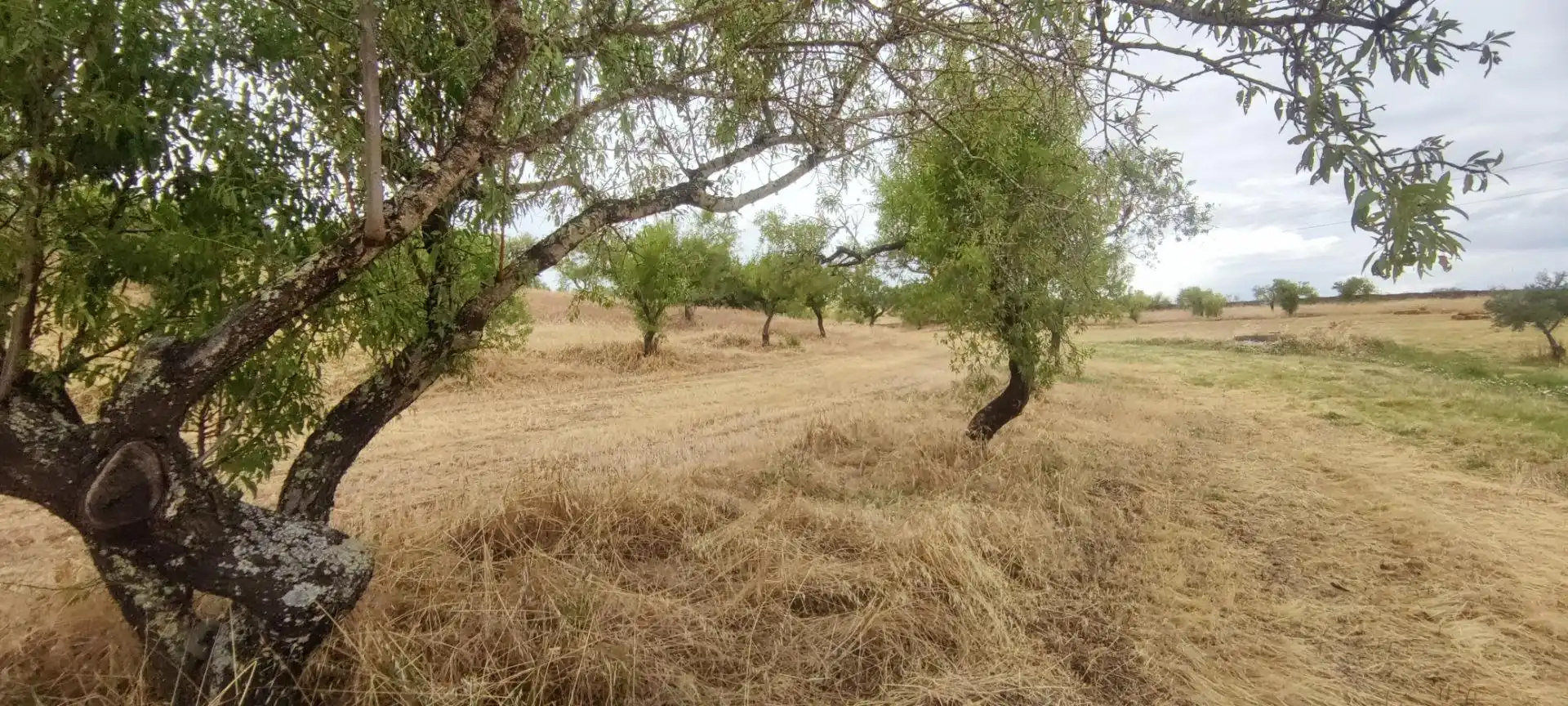 Terreni e lotti in vendita a Garrovillas de Alconétar, imagen 16
