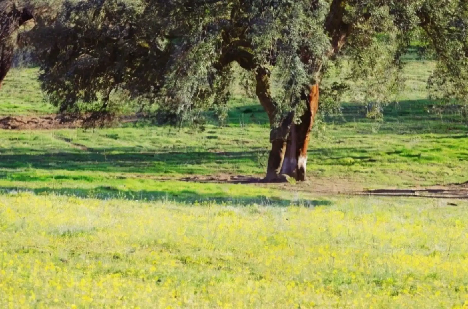 Terreni e lotti in vendita a Centro, imagen 2