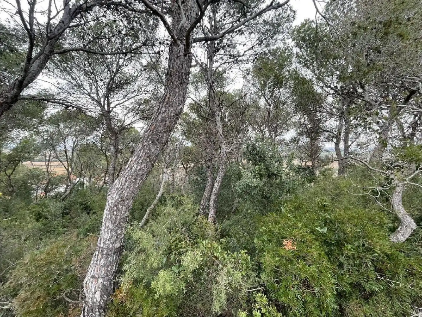 Xalet amb jardí en venda a Albinyana, imagen 10