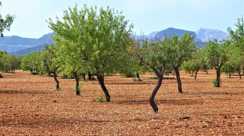 Photo 3 of Land for sale in Binissalem, Illes Balears