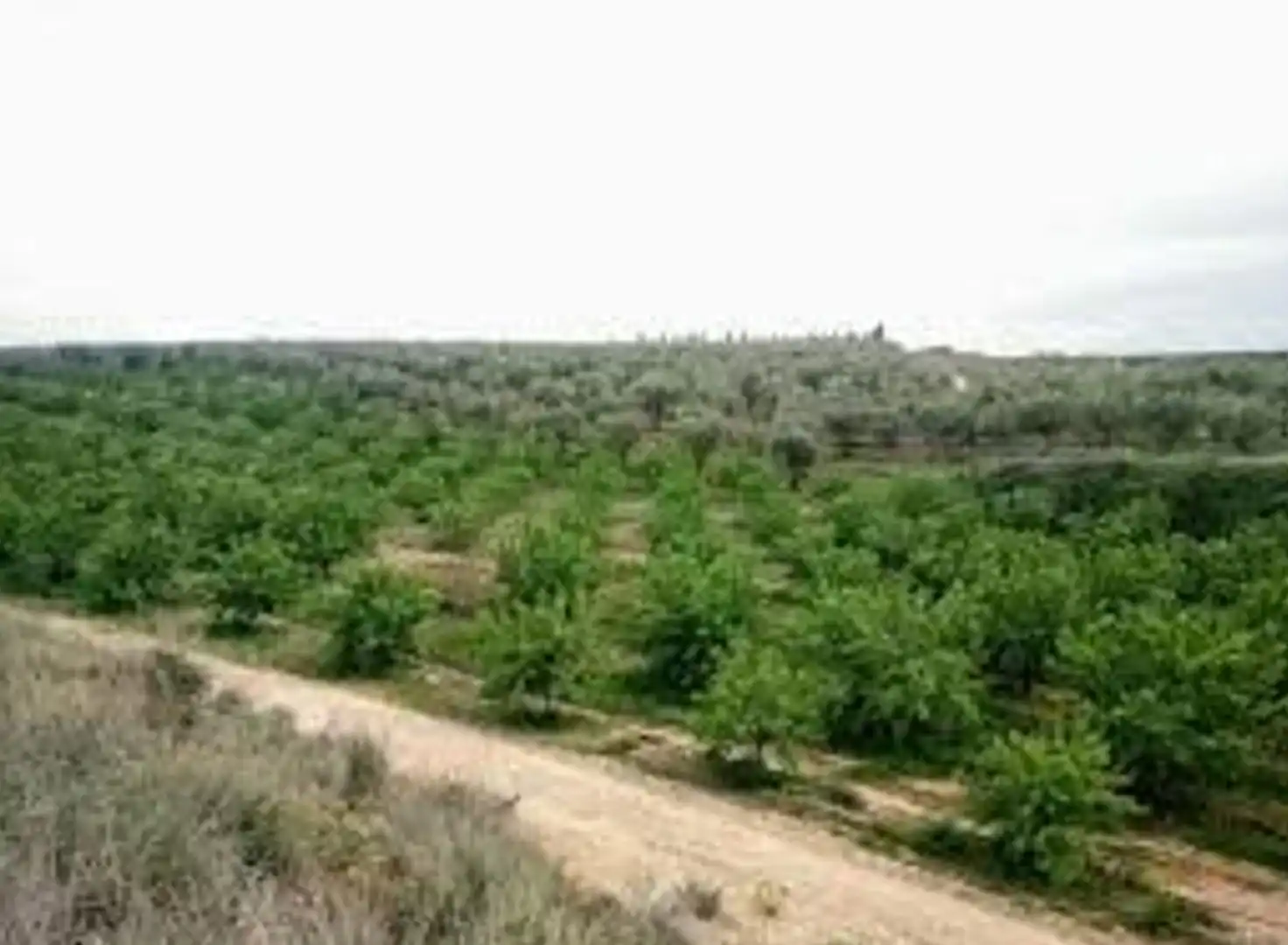 Country homes for sale in La Torre de l'Espanyol