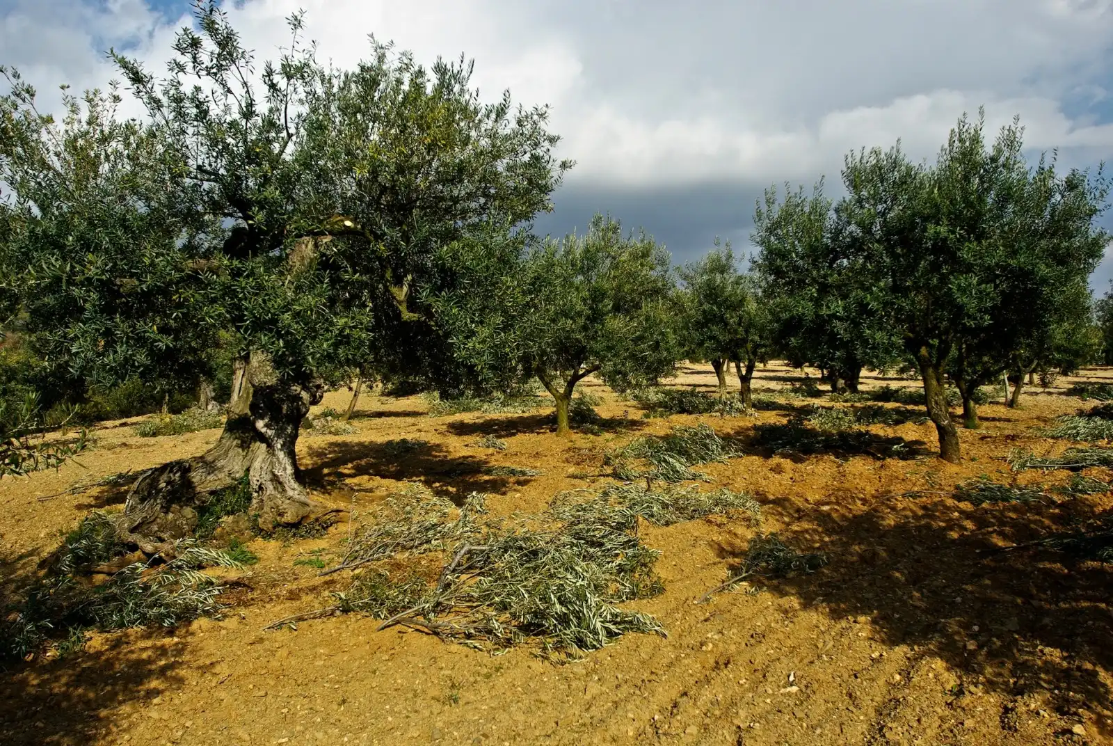 Terreno rústico en venta en La Floresta