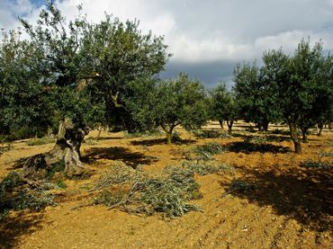 Rustikales Grundstück zum Verkauf in La Floresta