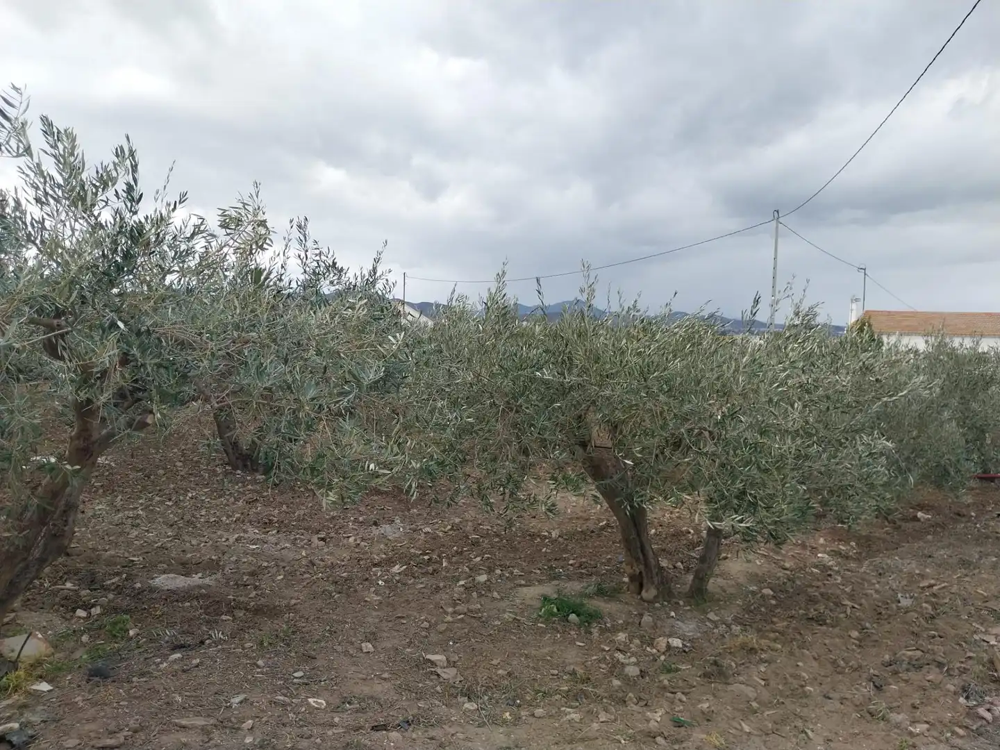Finca rústica en venta en Murcia