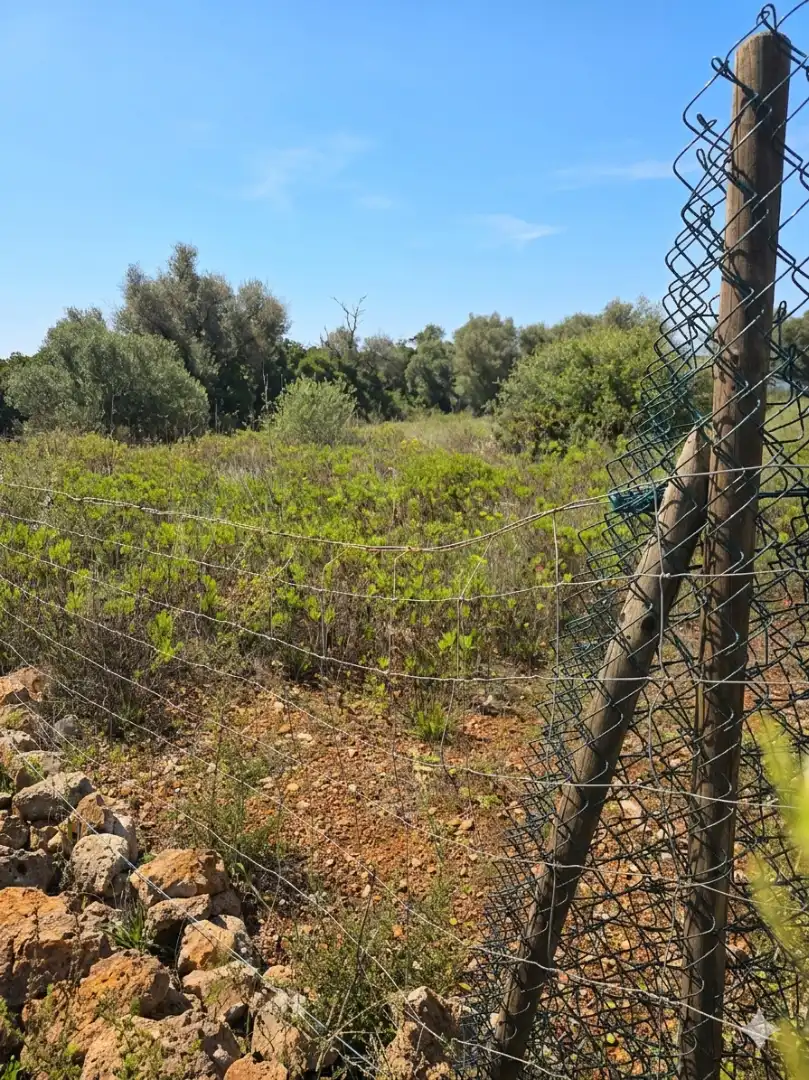 Rural land for sale in Felanitx Poble, imagen 4