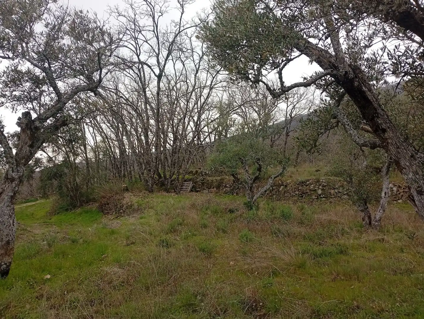 Terreni e lotti in vendita a Valverde de la Vera, imagen 7