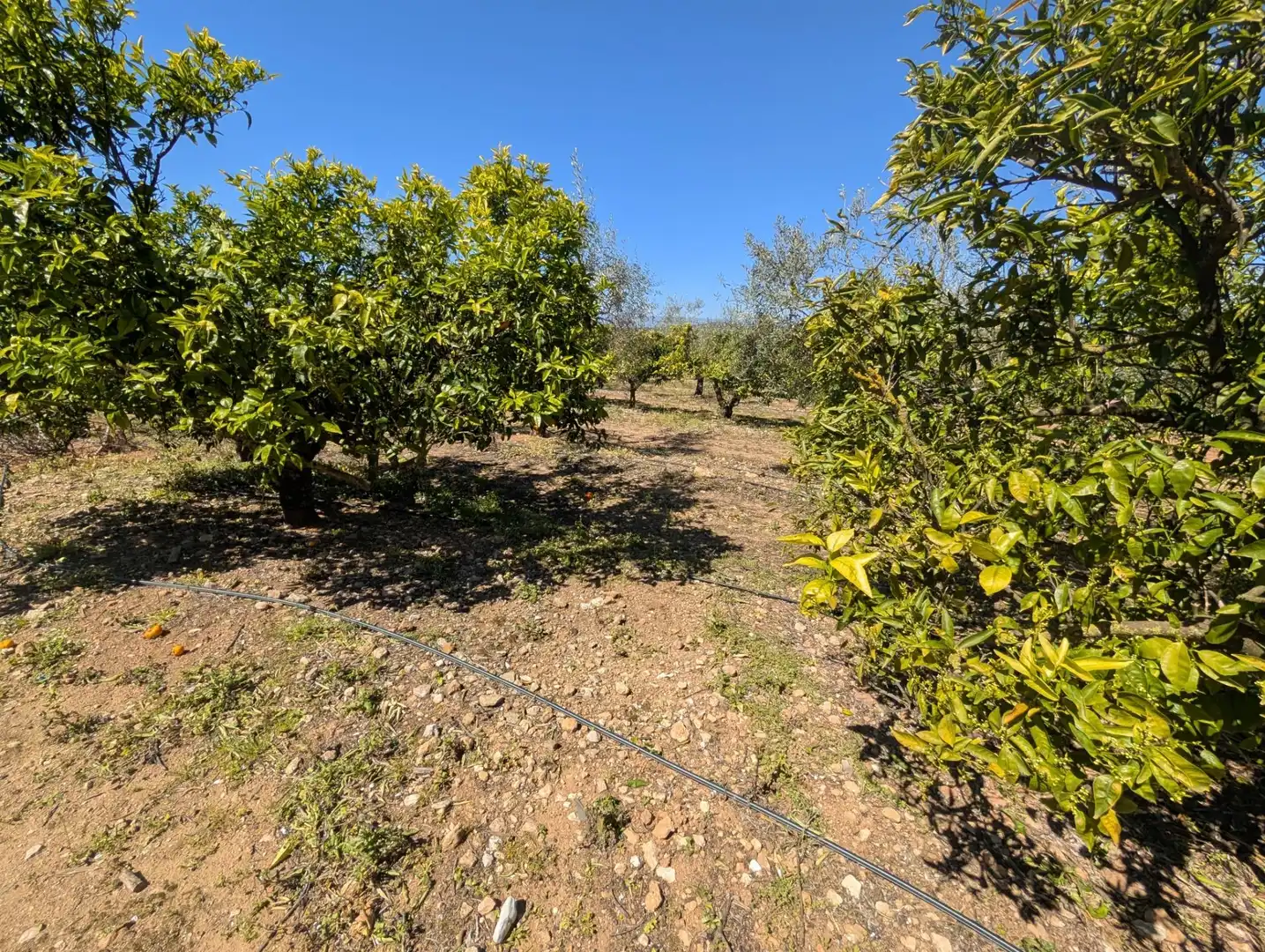 Grundstücke zum Verkauf in Ulldecona