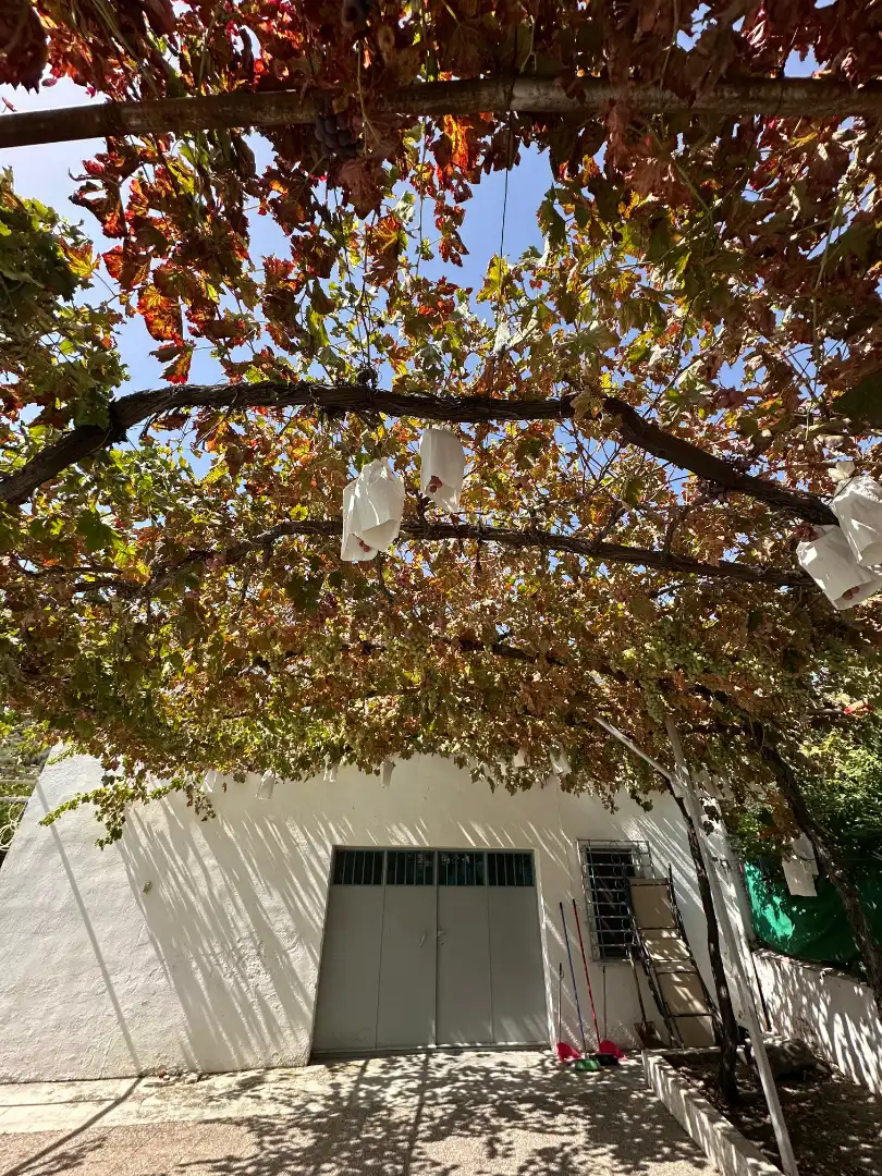 Vista exterior de Casa o chalet en venta en Jaén con Aire acondicionado, Jardín privado y Terraza