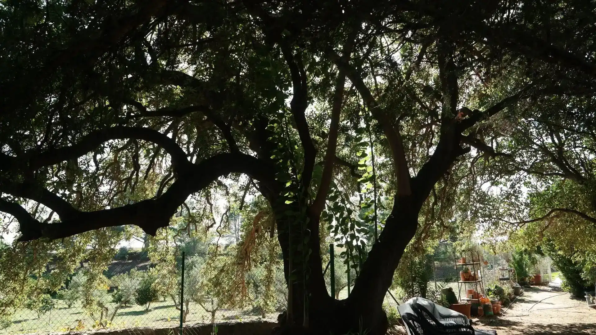 Jardí de Casa o xalet en venda en Vilanova d'Escornalbou amb Aire condicionat i Piscina