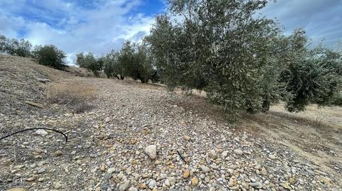 Foto 5 de Finca rústica en venta en San Ildefonso - Catedral,  Jaén Capital